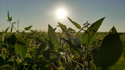 Gran avance de la siembra de maíz, sorgo y soja