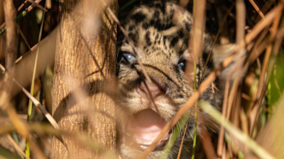 Corrientes: nacieron dos cachorros de yaguareté en el Parque Nacional Iberá ??