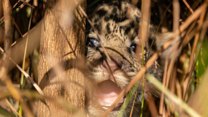 Corrientes: nacieron dos cachorros de yaguareté en el Parque Nacional Iberá ??