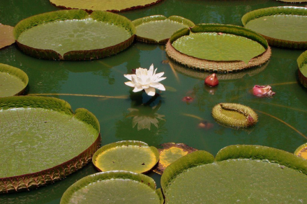 belleza01.jpg