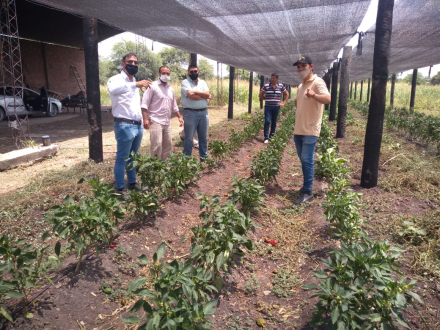 produccion frutihorticola 1.jfif