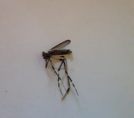 aedes.jpg
