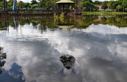 caimanes2.jpg