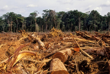 deforestación tropical2.jpg