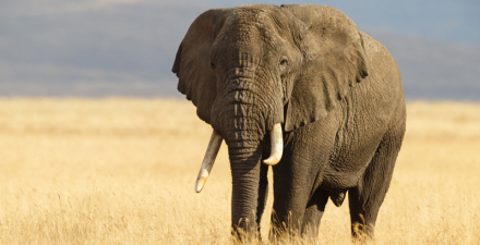 elefante3.jpg