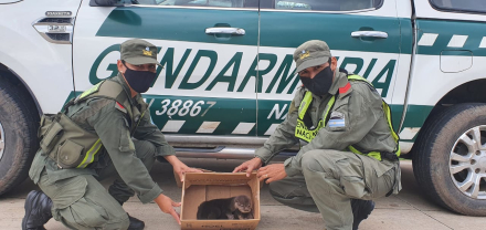 nutria 1.jpeg