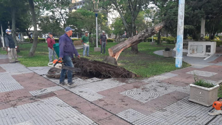 arbol caido.jpg