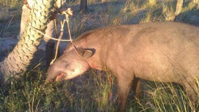Mataron un tapir en Cote Lai