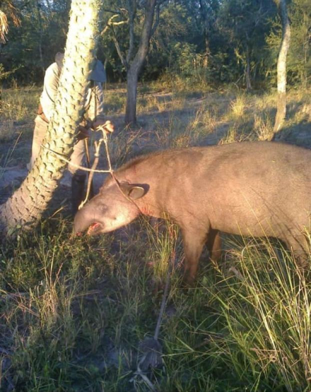 tapir.jpeg