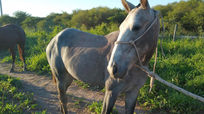 El compromiso por la defensa de los animales