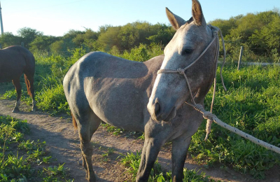 El compromiso por la defensa de los animales
