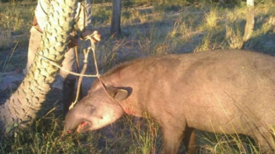 Un peón rural fue detenido por matar el tapir en Cote Lai
