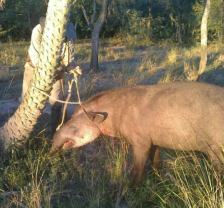 tapir.jpg