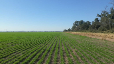 Trigo: preparan la siembra para unas 12.000 hectáreas