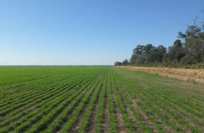 Trigo: preparan la siembra para unas 12.000 hectáreas