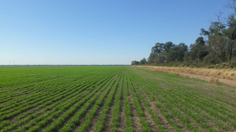 Trigo: preparan la siembra para unas 12.000 hectáreas
