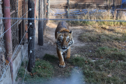 tigre rescatado.jfif