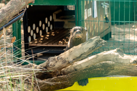nutria3.jpg