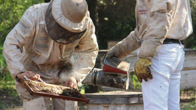 El retraso de la cosecha de miel generó sobrantes de producción de la pasada campaña
