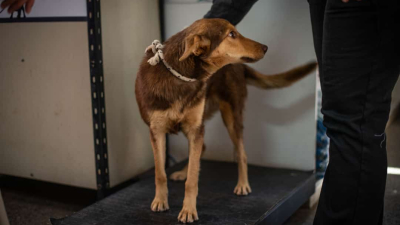 Castración de canes y felinos en Huellas Caninas