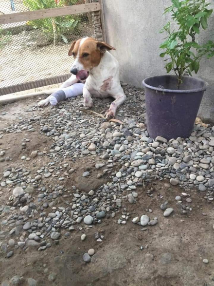 Pako.jfif