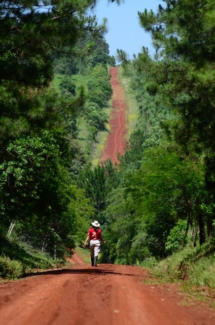selva misionera06.jpg