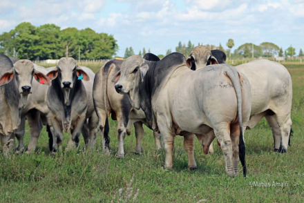 Brahman-CaaCupé-nuevas-line.jpg