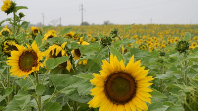 El girasol, bajo amenaza por la falta de lluvias