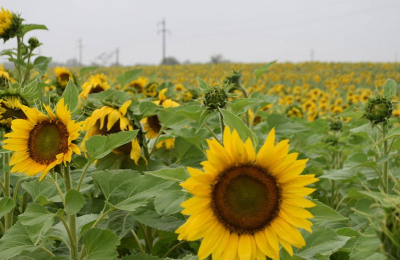El girasol, bajo amenaza por la falta de lluvias