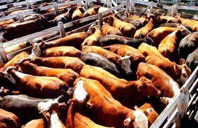 Stock ganadero: sin cambios significativos, pero con efectos directos sobre el corto plazo