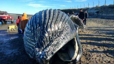 Se metieron adentro de una ballena muerta por diversión