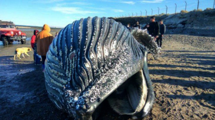 ballena-1jpg.jpg