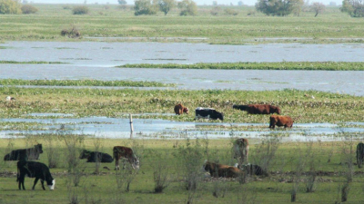 Las aguas bajan por el laberinto