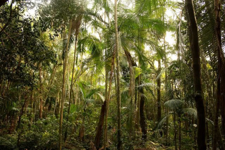 Reserva Natural Estricta San Antonio en Misiones.jpg