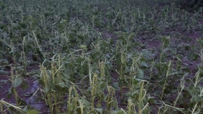 Fuerte tormenta de viento y granizo entre Napenay y Sáenz Peña