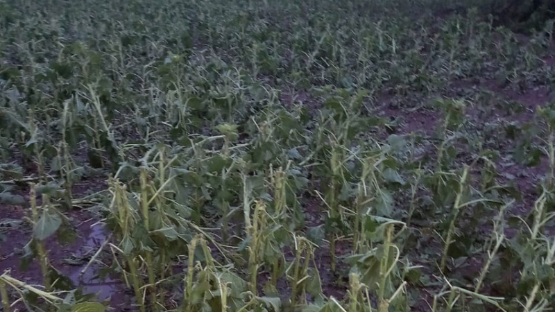 Fuerte tormenta de viento y granizo entre Napenay y Sáenz Peña