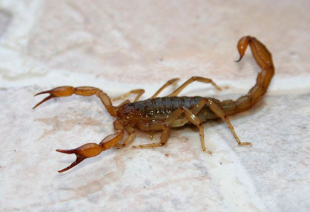 ALACRANES.jpg