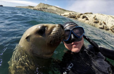 Puerto Madryn en primavera: el reino animal en su hábitat natural