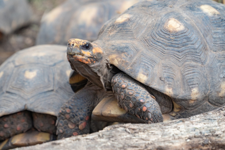 tortu6.jpg