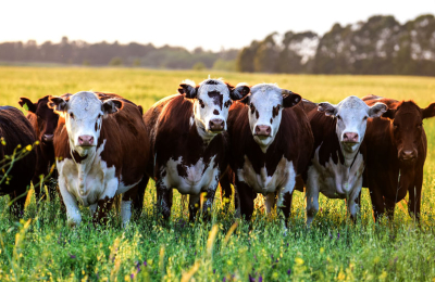 Argentina, líder mundial en producción agroindustrial sostenible