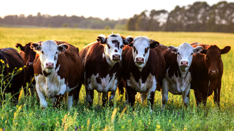 Argentina, líder mundial en producción agroindustrial sostenible