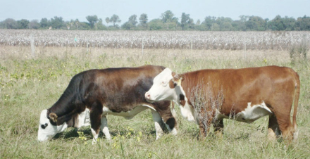ganaderia.jpg