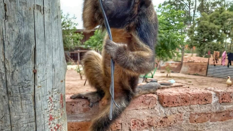 Tenía un carayá de mascota: fue rescatado por policías