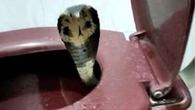 Se sentó en el inodoro y una serpiente le mordió los genitales