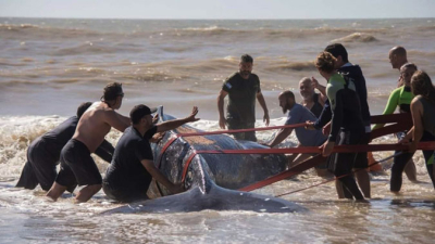 Emotivo rescate de una ballena jorobada en Villa Gesell