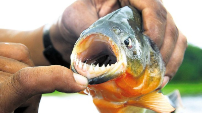 Más de 30 personas heridas por ataques de palometas