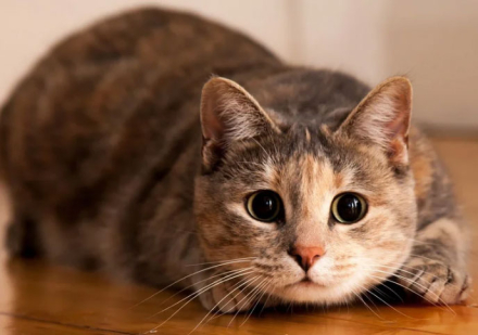 gato3.jpg