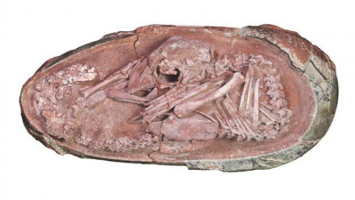Hallan un huevo de dinosaurio de más de 60 millones de años