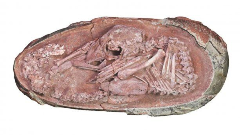 Hallan un huevo de dinosaurio de más de 60 millones de años