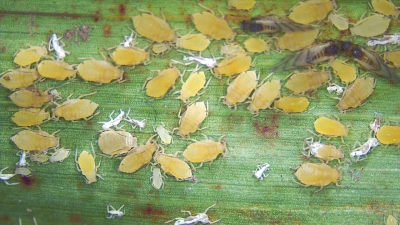 Pulgón amarillo: control e investigación las herramientas para combatirlo